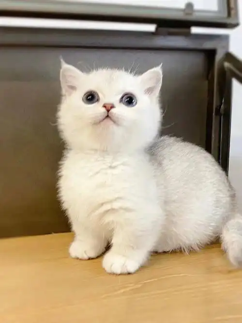 圆滚滚的矮脚银渐层这小脸蛋