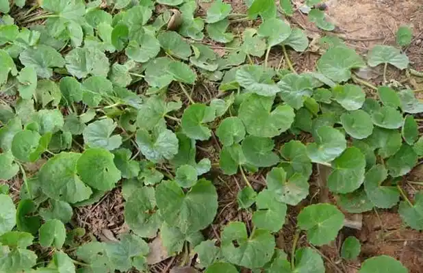 金钱草的功效与作用