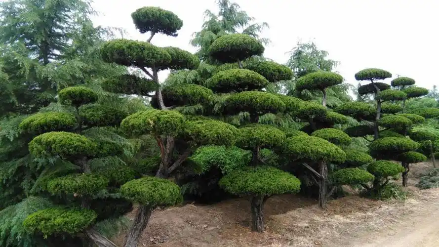 【行业知识科普】龙柏造型的好坏,枝条取舍是关键_北京沣景生态科技