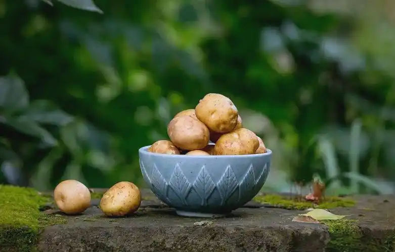 在寒冷的冬季,它仿佛拥有一种神奇的魔力,能够穿越时空的隔阂