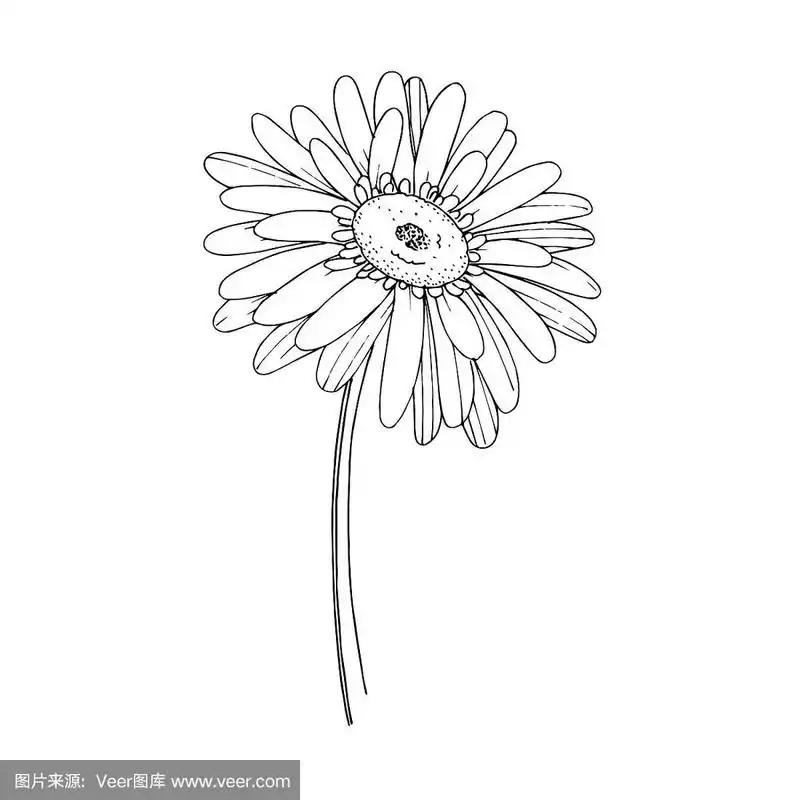 孤立的非洲菊插图元素.