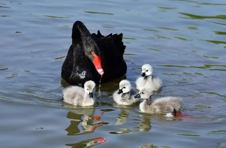 dsc_4407_副本黑天鹅与幼鸟小图.jpg