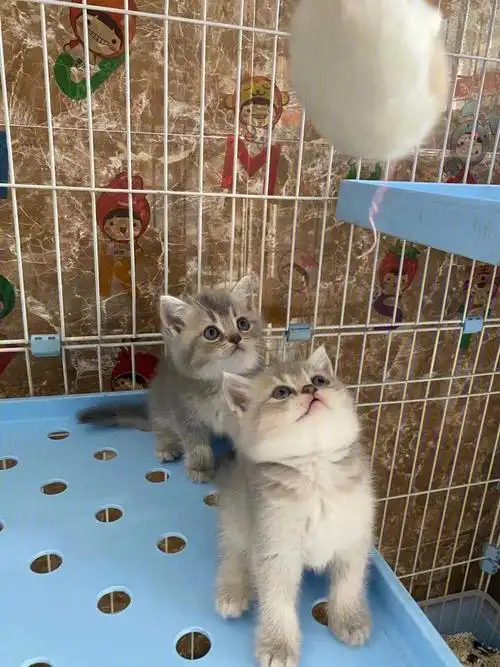 这算蓝金吗?蓝猫和金渐层的崽