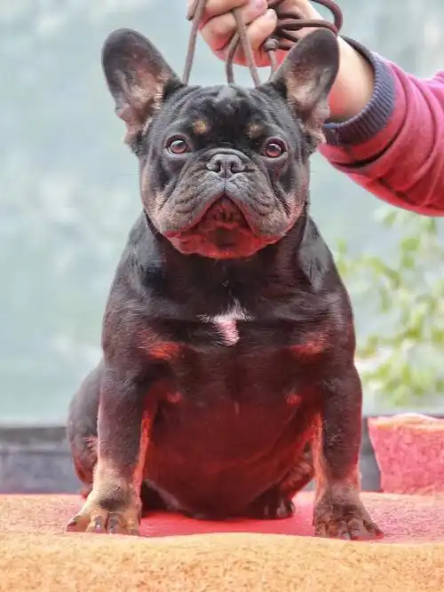 蓝月亮血系铁包金1岁种公出售,爷爷蓝月亮,爸爸布佳迪,妈妈蓝月亮直女