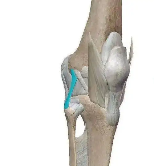 复杂多样的【膝关节损伤】,是一场关于膝盖的"宫廷剧"!_韧带