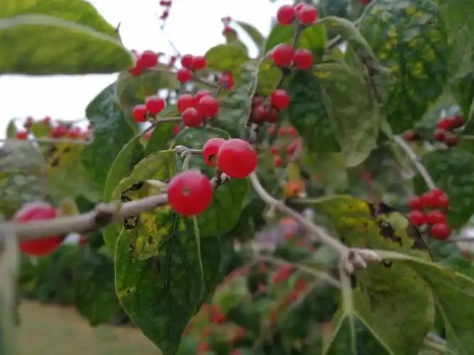 随便拍的,这是我们到处都可以看到的路边绿化的树上接的小红果,好看吧
