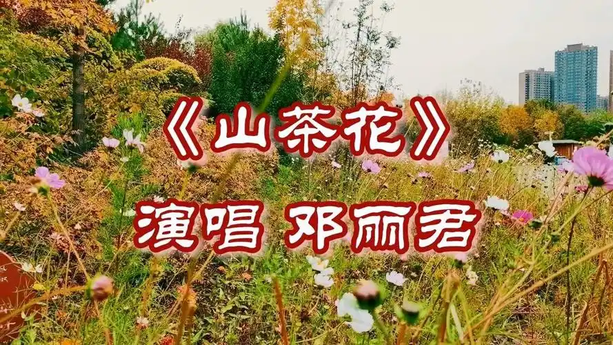 邓丽君《山茶花》怀旧经典 百听不厌