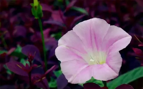 野牵牛花高清宽屏电脑桌面主题壁纸图片下载