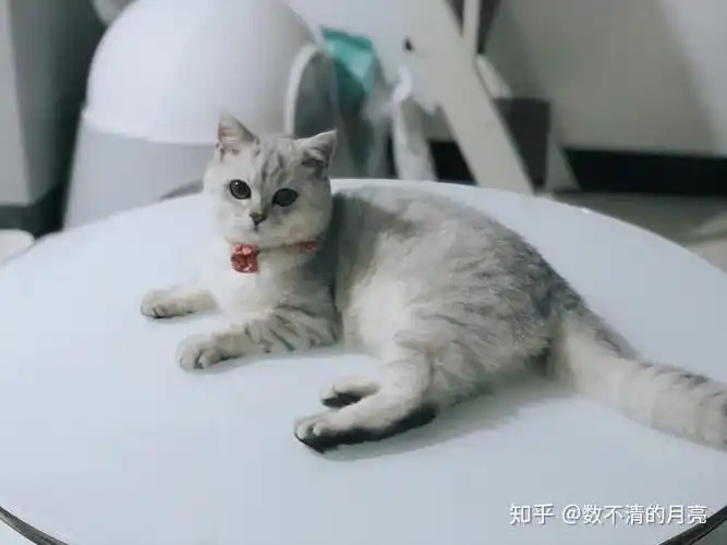 英短银渐层怎么挑选怎么看品相?