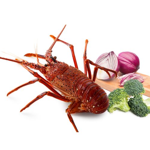京鲜生 【活鲜】鲜活 澳洲龙虾 海鲜大龙虾 2.5kg/只