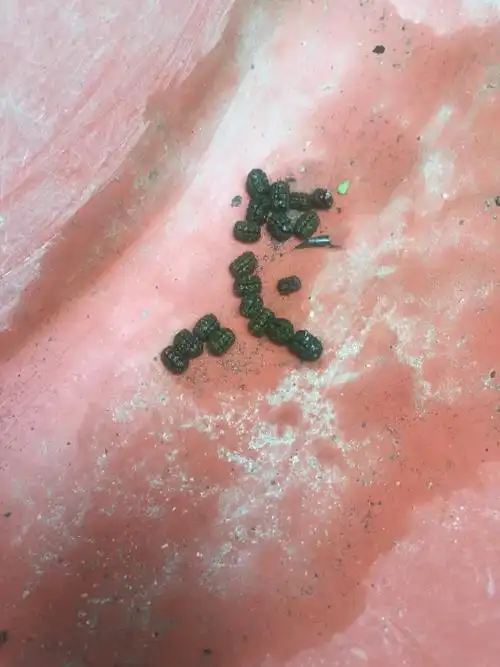 这是什么动物的粪便 室外