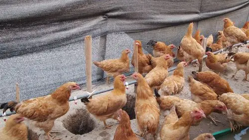 黄粉虫养殖生态土鸡! - 国鸡(麻鸡/黄鸡/土鸡)专区 - 鸡病专业网论坛