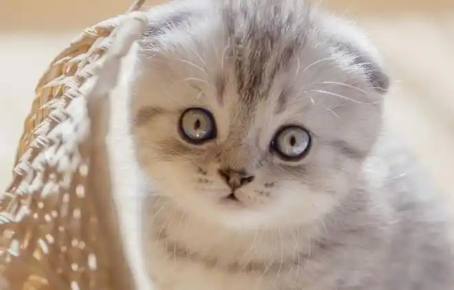 一,半折耳猫会发病吗即便是半折耳猫可能会出现发病的现象,毕竟折耳猫