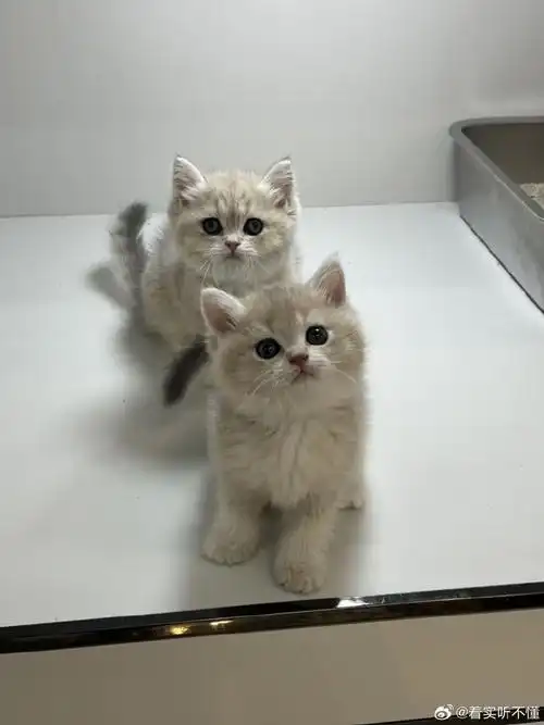 温州猫咪领养##蓝金渐层找家##蓝金渐层