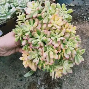 小叮当锦多肉◆植物老庄小叮当锦w多肉植物红稚莲老桩多肉