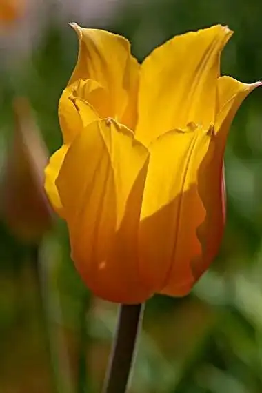 金色郁金香_植物知识网