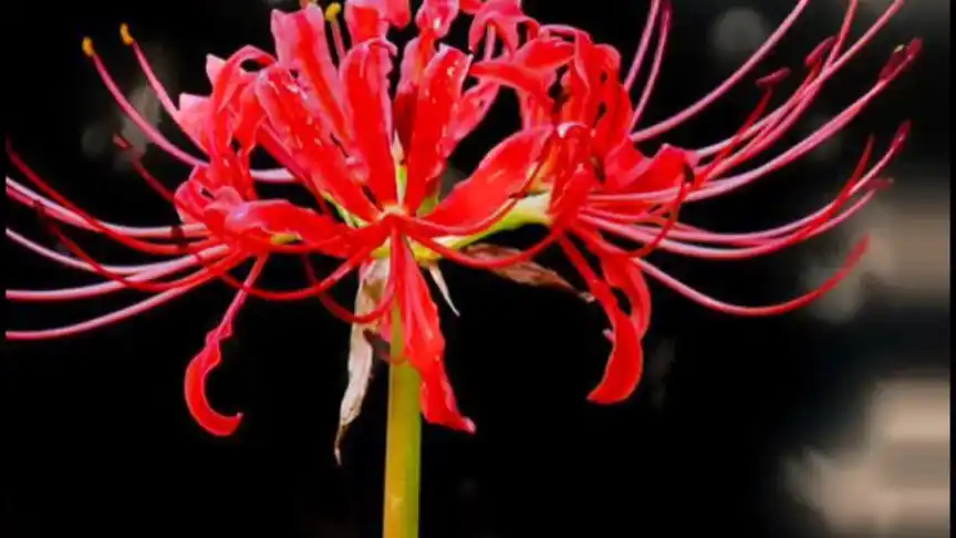 这是彼岸花,传说中的地狱之花.竟然是这么美的花!既恐怖又美丽