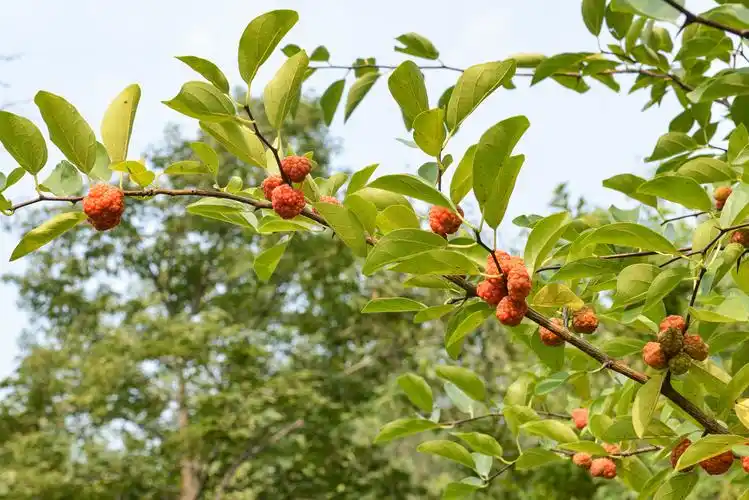 柘树果实橘红色 | 说明书网