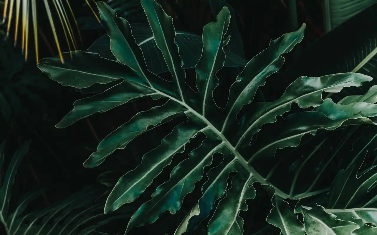 超清护眼绿叶图片电脑壁纸