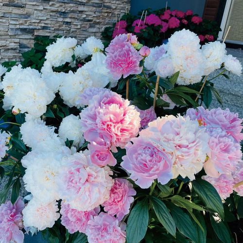 重瓣芍药花苗带芽四季开花包活花阳台盆栽庭院时令草本花卉