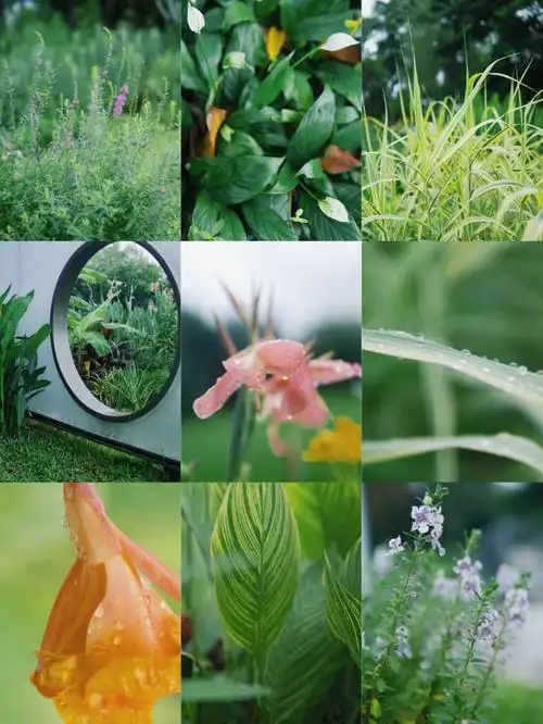 手机调色雨后公园耐看安静的浓绿色调