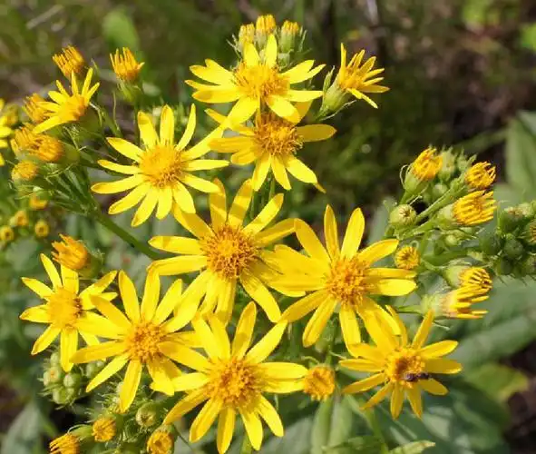 kitam.)是菊科千里光属植物.