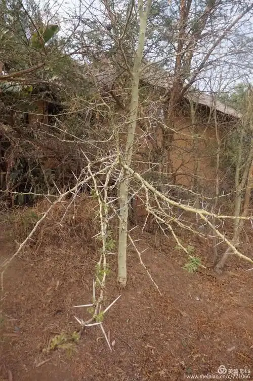 这是一棵刚发芽的牙签树,满身都是刺.
