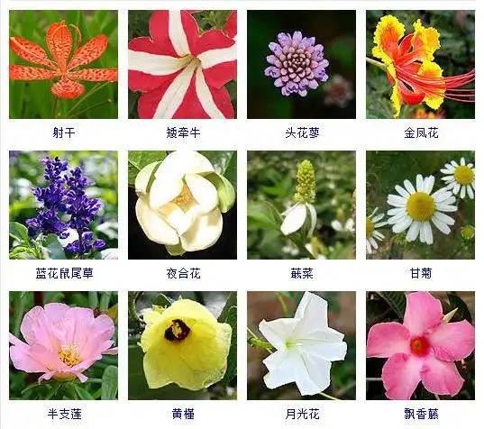 夏天有什么花适合夏天种植的品种大全