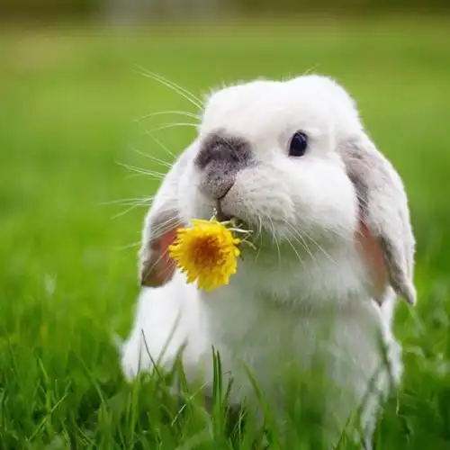 每天都被这只叫exempel的4岁瑞典兔子萌哭() (ins:exempelthebunny)