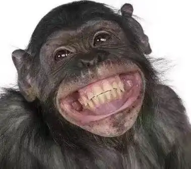 猩猩龇牙开心笑了gif动图_动态图_表情包下载_soogif