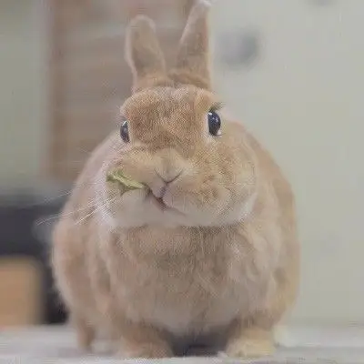 真实呆萌萌萌兔子头像