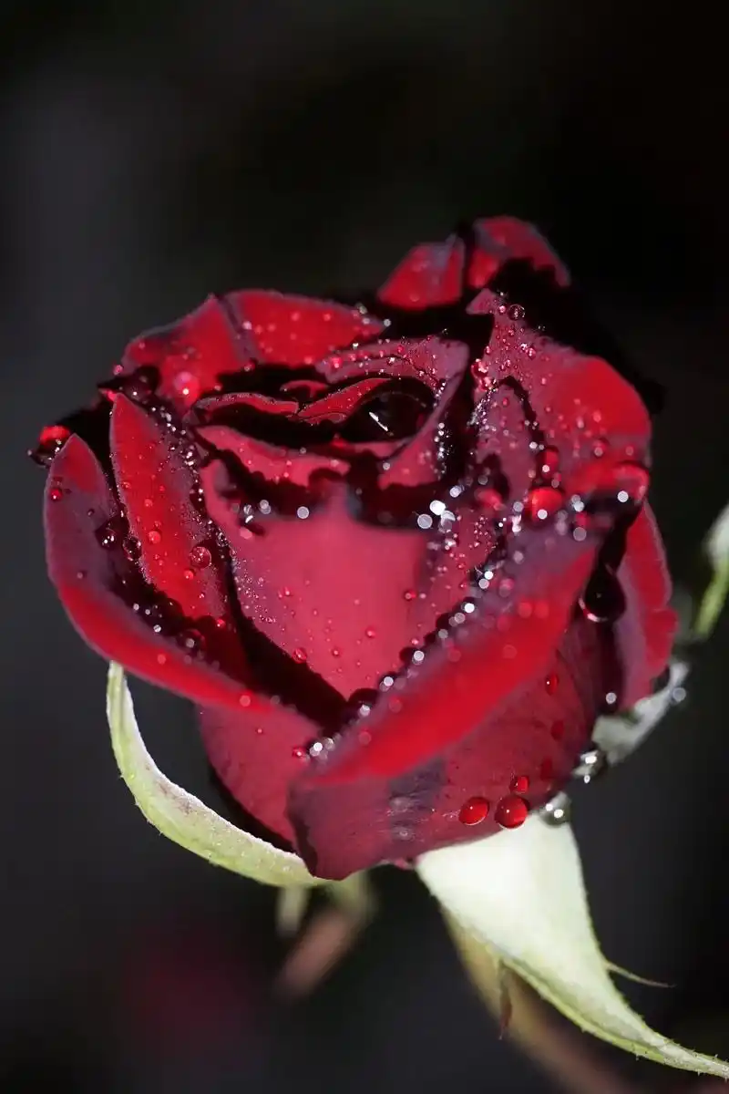 2021年4月花58买的黑魔术前面是今年的春花图最后是去年十月份开花图