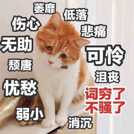 猫gif无助gif可怜gif伤心gif搞怪gif逗gif