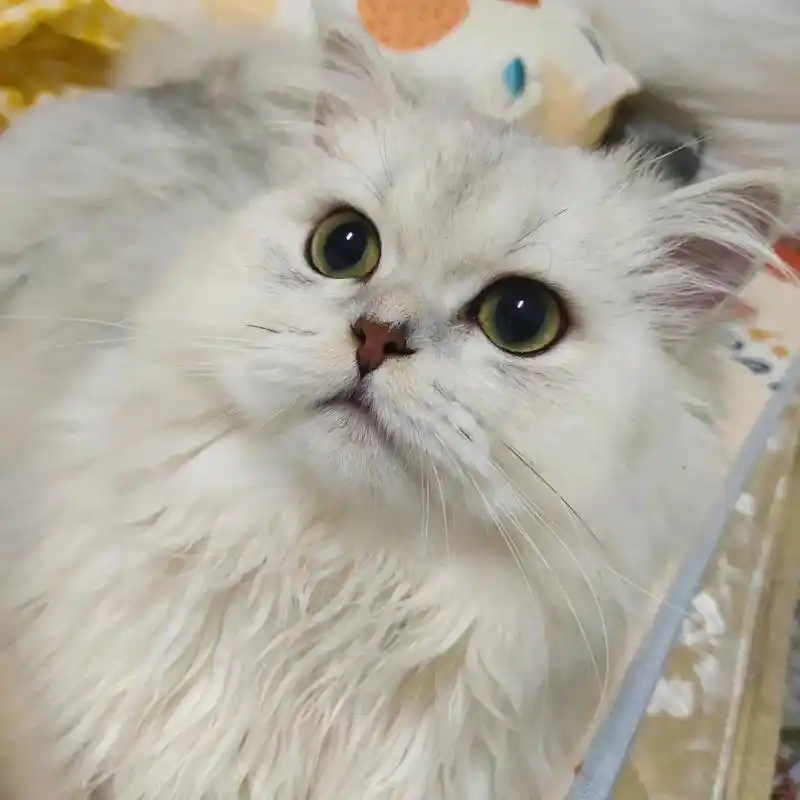 银渐层和金吉拉的神仙基因  怎么会有这么乖的小猫可以婴儿抱,剪指甲