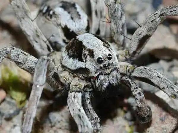 发现已灭绝巨型蜘蛛 (图片) - 俄罗斯卫星通讯社