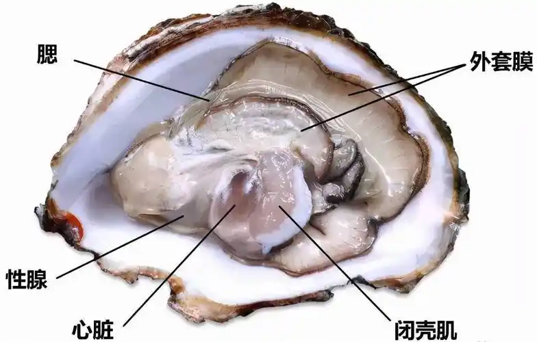 人类为了把生蚝吃得更爽竟然阻止生蚝谈恋爱