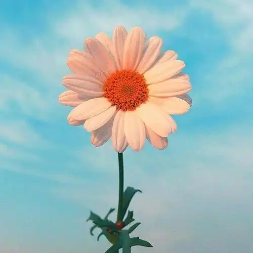 让人很暖心的句子经典窝心深受句子达人推崇