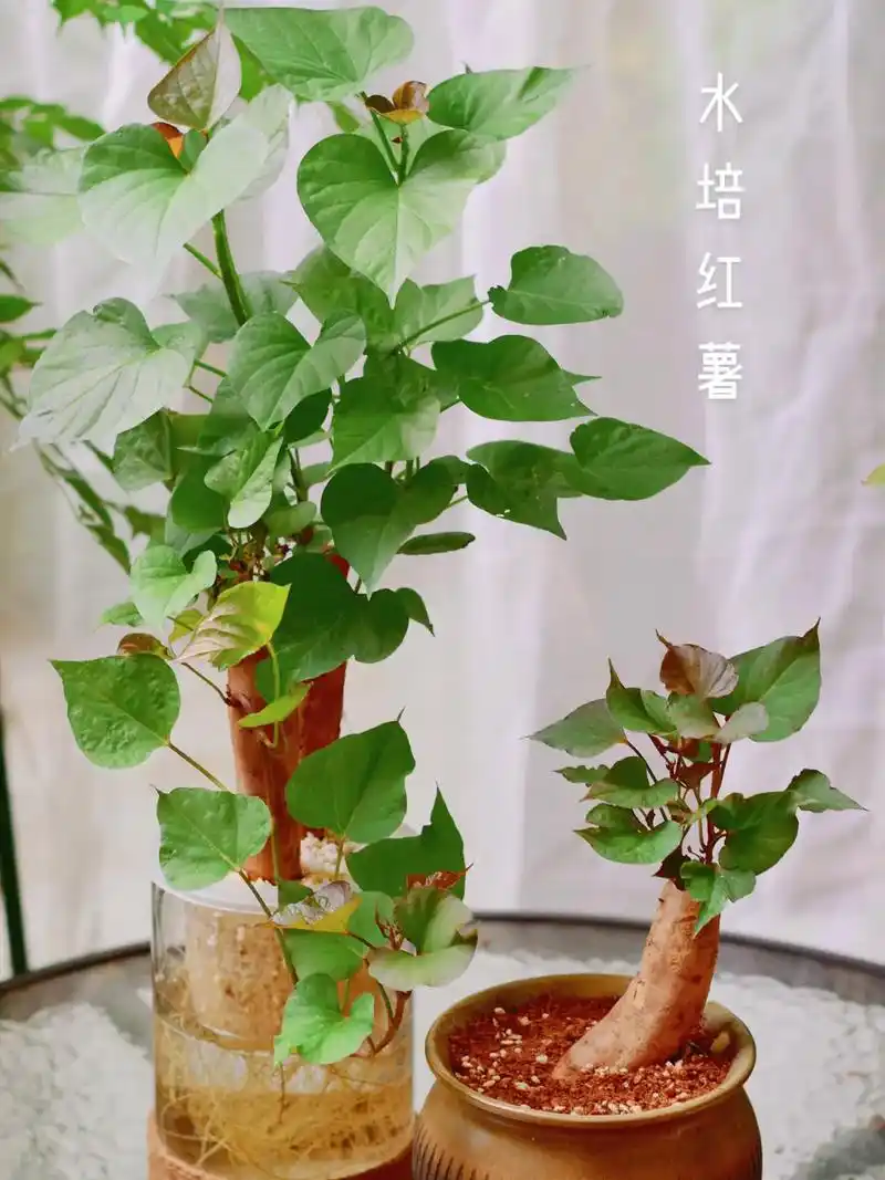 水培一盆红薯吧.没有吃完的红薯不要扔,水培起来吧,还可以吃红 - 抖音