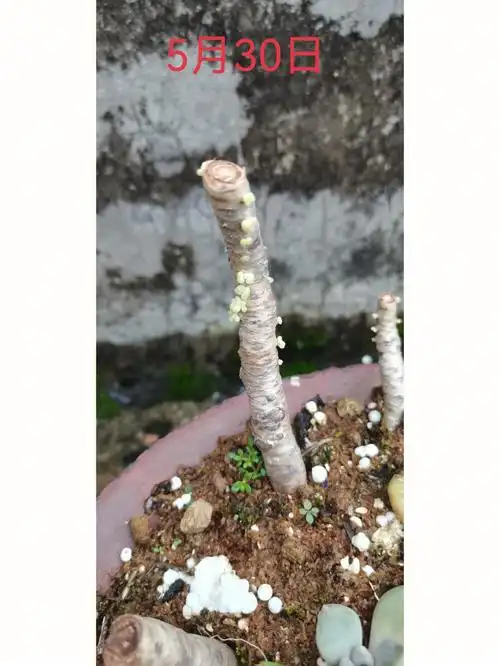 多肉爆侧芽5天时间对比#多肉侧芽