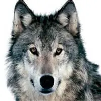 微信头像动物狼【点击鼠标右键下载】