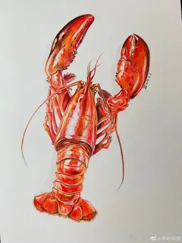彩铅,手绘,龙虾.