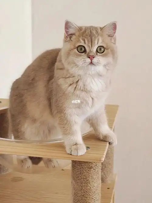 五个月紫金渐层弟弟