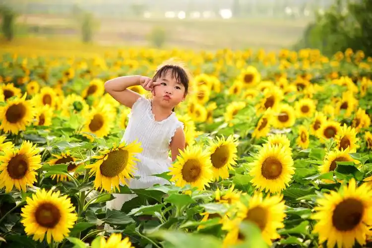 向日葵的微笑(一)