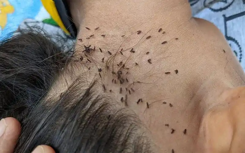 地虱子功效(地虱子:神奇的中草药,具有多种功效)