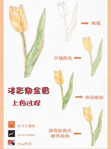 ipad水彩花卉插画郁金香上色过程附线稿