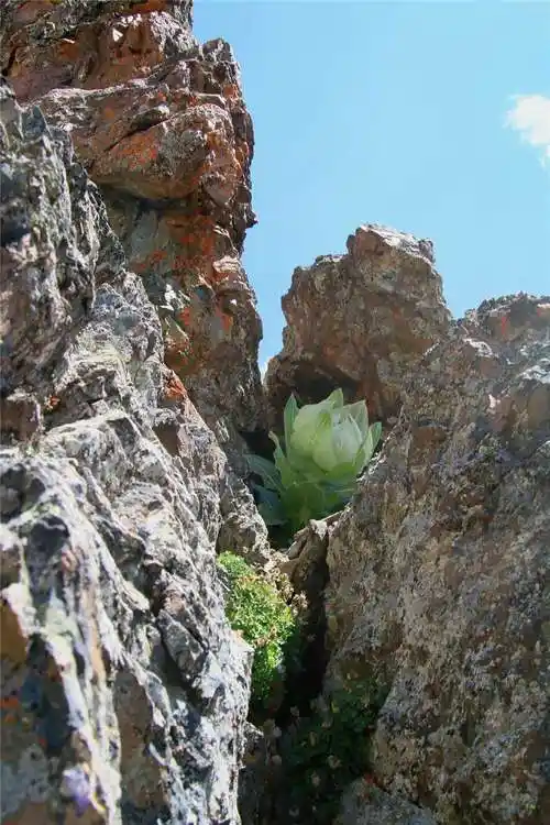 散装小朵天山野生雪莲人民币:12元.都是有一定毒性的,雪莲多糖等.