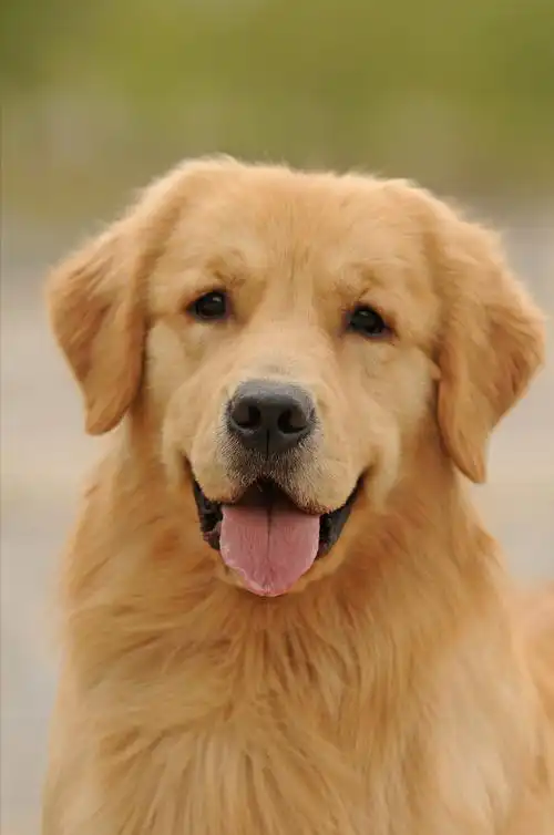 金毛9种颜色的照片 金毛各种颜色的图片 - 情书号