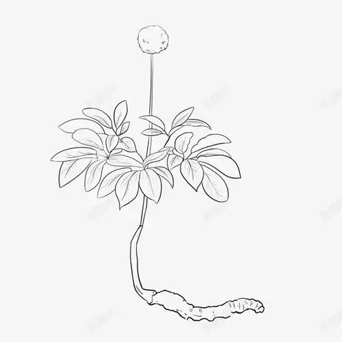 手绘冬虫夏草线稿创意素材