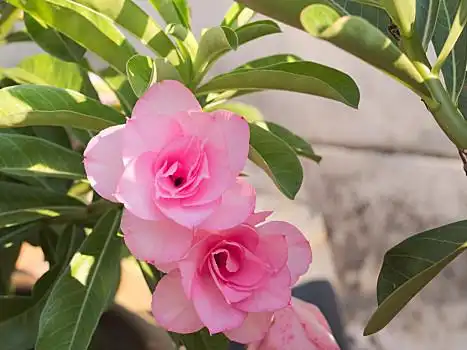 粉花,摇动,漂亮