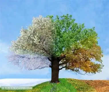 实拍从春季到秋季四季变换风景视频素材含音频650x363